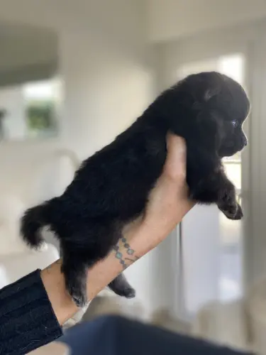 Chiots Pomsky toys yeux bleus