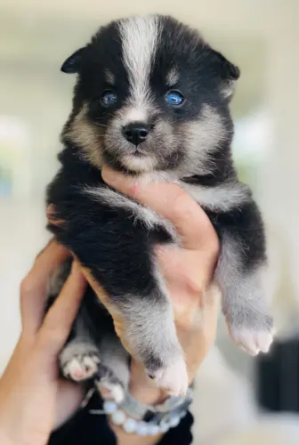 Chiots Pomsky toys yeux bleus