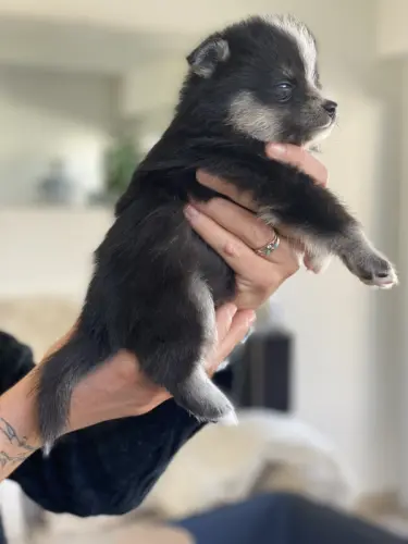 Chiots Pomsky toys yeux bleus