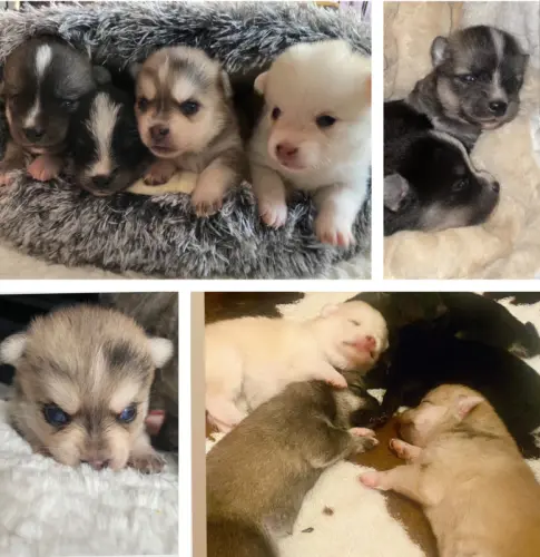 Chiots Pomsky toys yeux bleus