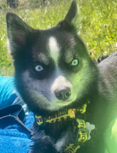 Chiots Pomsky toys yeux bleus