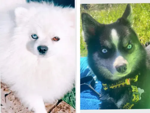Chiots Pomsky toys yeux bleus