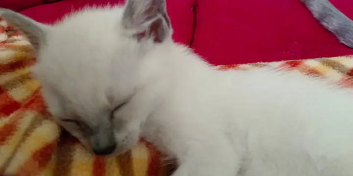 Chatons Siamois à Adopter : Nés le 19 Juillet 2023