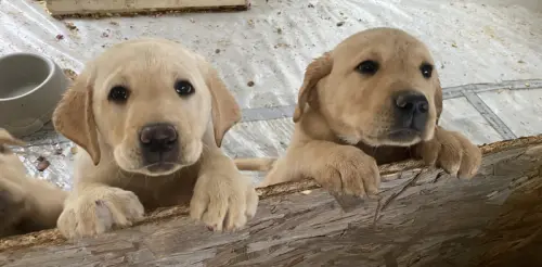 Mâle chiot labrador à Fornet-Dessus