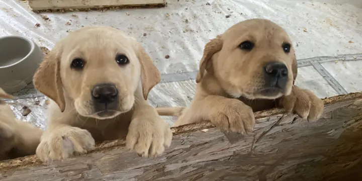 Mâle chiot labrador