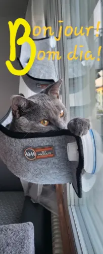 Saillie chartreux à Payerne à Payerne