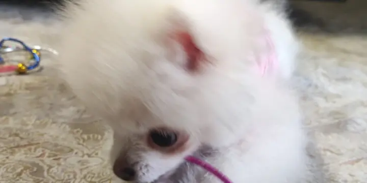 Spitz nain poméraniene