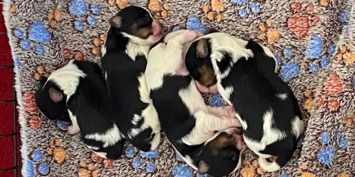 A vendre chiots Yorkshire Biewer