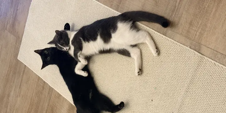 Deux sœurs à donner
