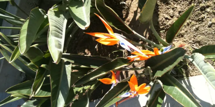 Consultations voyances tarot