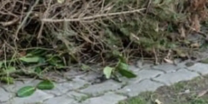 débarras végétaux et coupes des arbres ou branches