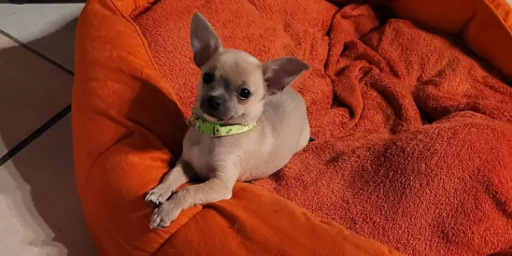 Un petit mâle nommé Ultra