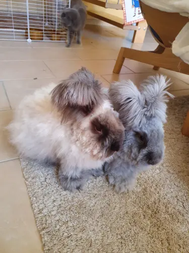 Lapins Angora anglais à Missy