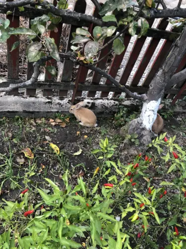 Vends 3 bébés lapins nains à Monthey