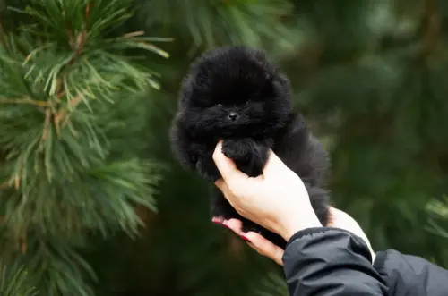 Spitz nain pom à Givisiez