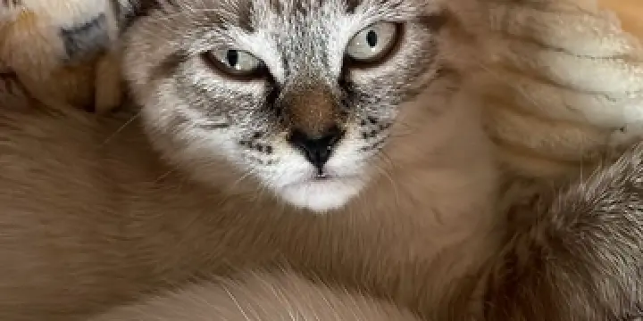 3 Siamois hyper câlins à adopter dès aujourd'hui!