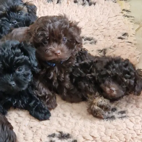 Chiots BOLONKA à Ederswiler