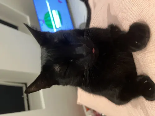 Deux magnifiques chats à Gimel