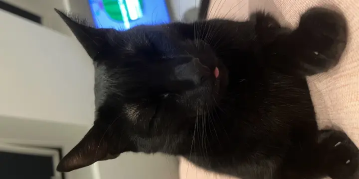 Deux magnifiques chats