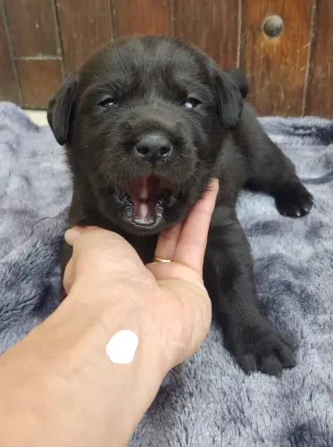 Labradors LOF mâles et femelles à Chanoz-Châtenay
