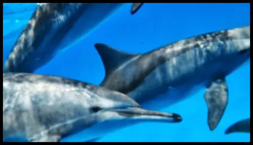 Nager avec les dauphins en mer Rouge du 2 au 9 septembre 2017 à Petit-Lancy