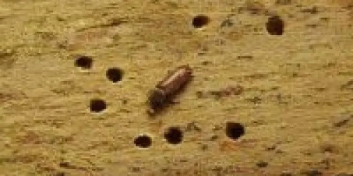 Des trous dans votre bois ?