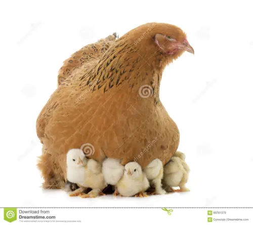 Oeufs à couver, poussins, poules à Vesin