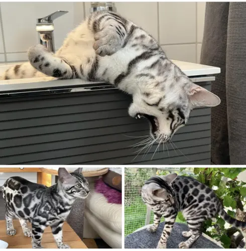 Chatons Bengal disponibles - CH - pedigree à Champoz