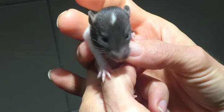 Bébés rats / Ratten Babys