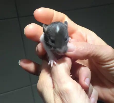 Bébés rats / Ratten Babys
