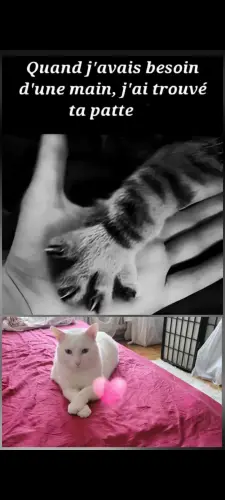 Mieux comprendre vos animaux à villeneuve