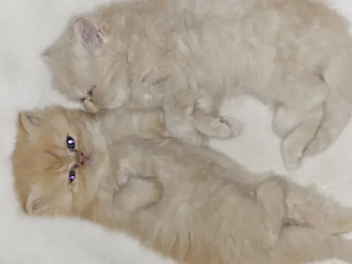 4 chatons 100% persan à Gimel