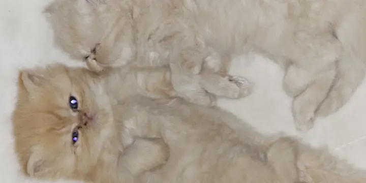 4 chatons 100% persan
