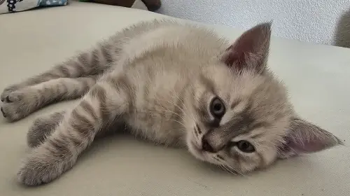 Magnifiques chatons femelles, sevrées et propres à Epalinges