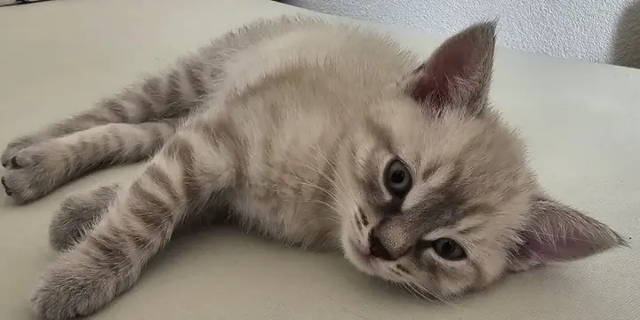 Magnifiques chatons femelles, sevrées et propres