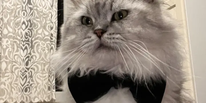 Saillie chat persan Chinchilla