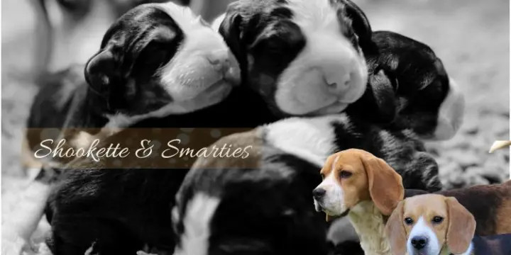 Chiots Beagle LOF - Portée de Shookette