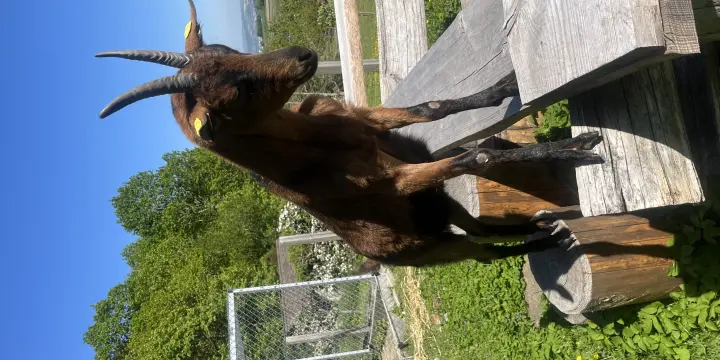 1 chèvre naine et un bouc castré