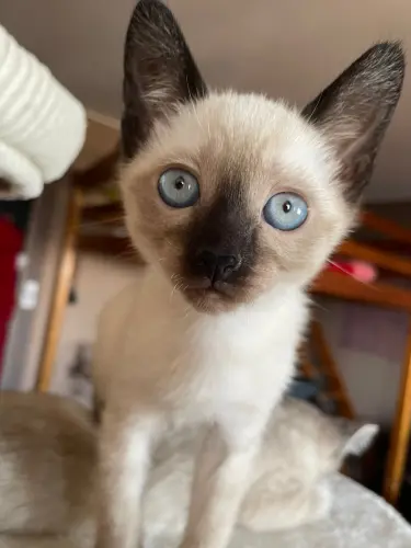 siamois et chatons noir a vendre à Vernier