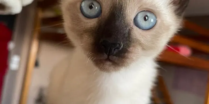 siamois et chatons noir a vendre