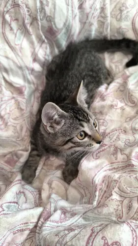 Un adorable chaton mâle à adopter! aux AVANCHETS