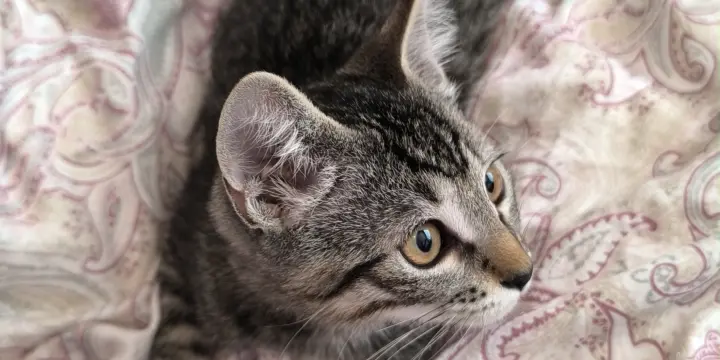 Un adorable chaton mâle à adopter!