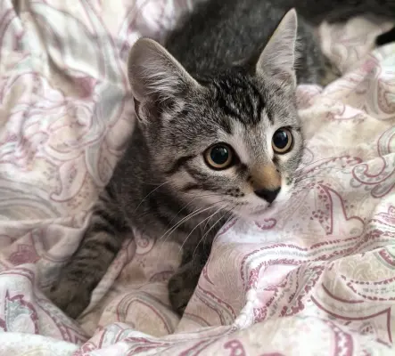 Un adorable chaton mâle à adopter!