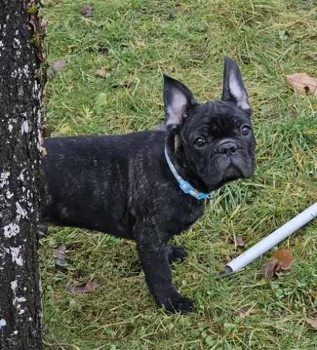 Chiot bouledogue français à Palézieux