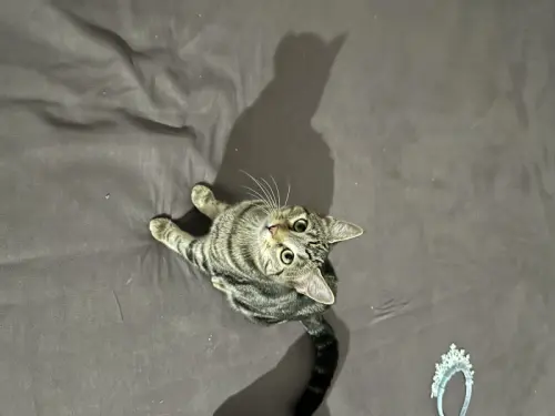 Chaton de 4 mois à La chaux de fonds