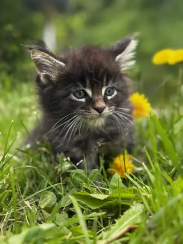 Chatons Maine Coon à Wasserbourg