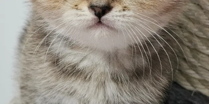Chatons avec Pedigree