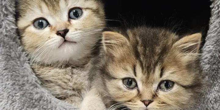 Chatons Britishs avec Pedigree