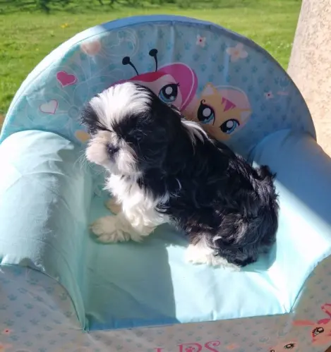 CHIOT SHIH TZU  disponible