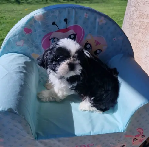CHIOT SHIH TZU  disponible